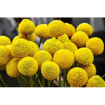 Chrysanthemum Plant